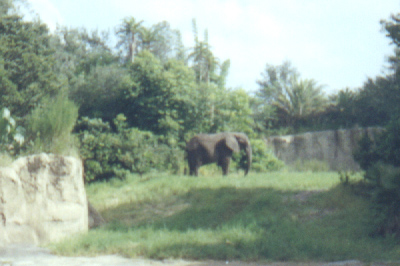 safarielephant1