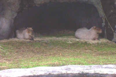 akcapybaras