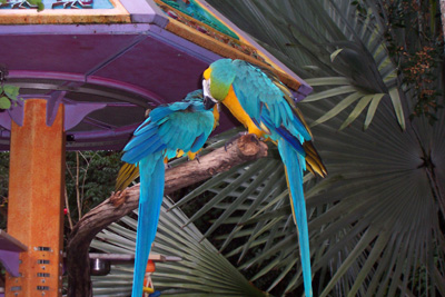 akparrots1