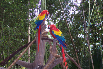 akparrots2