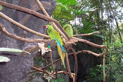 akparrots3