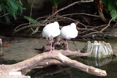 akwhiteibis