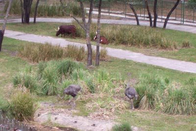 aklankoleostriches