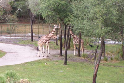 aklgiraffes4