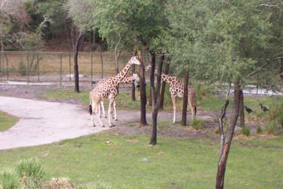 aklgiraffes5