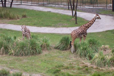 aklgiraffes6