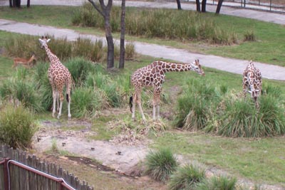 aklgiraffes7