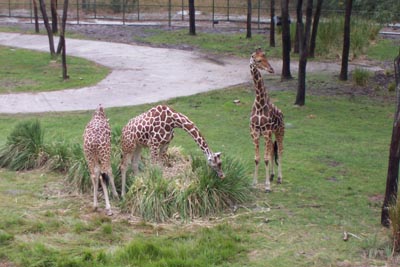 aklgiraffes8