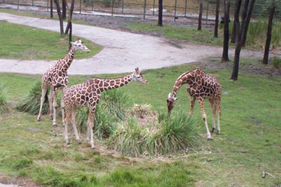 aklgiraffes9