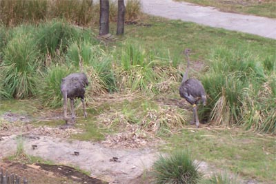 aklostriches