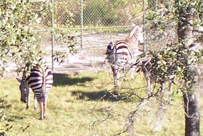 aklzebras3