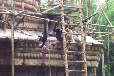 gibbons2