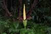 titanarum