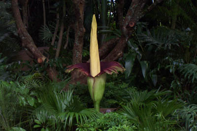 titanarum