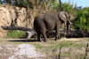 kilimanjaro safari