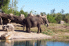 kilimanjaro safari